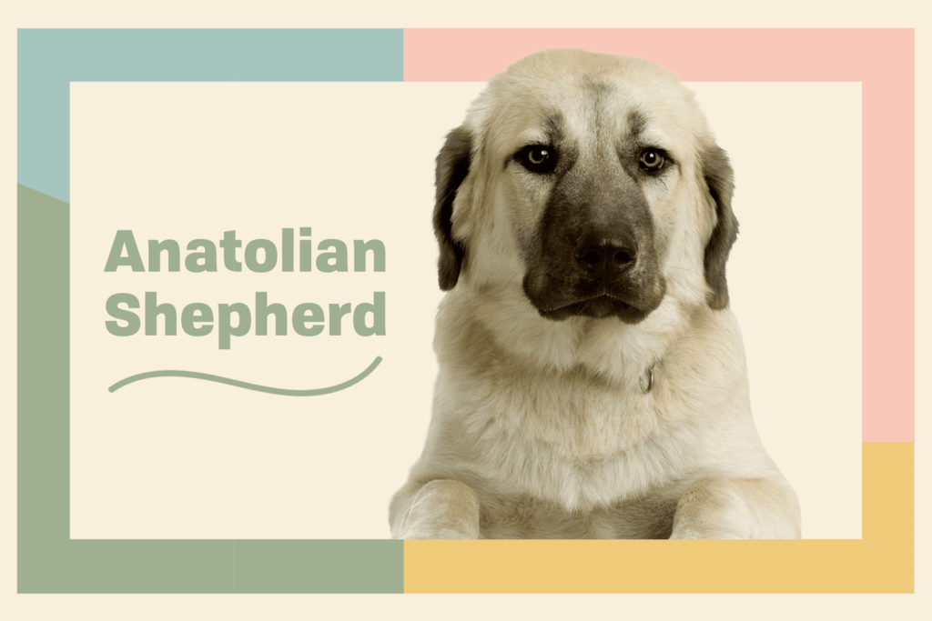 anatolian shepherd