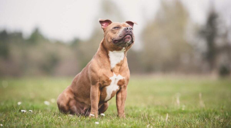 staffordshire bull terrier